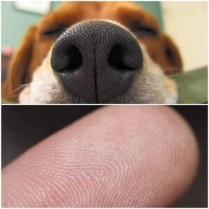 perro